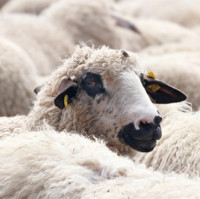 Zjednodušení podmínek přesunu zvířat vnímavých ke katarální horečce ovcí do některých zemí